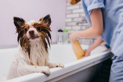 Pet Grooming and Pet Sitting Insurance in Puyallup, WA by Shirreff Insurance Agency