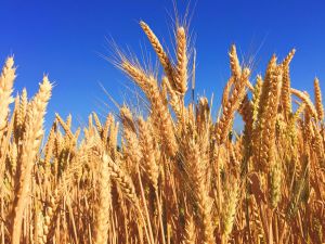 Farm Crop Insurance in Puyallup, WA. 