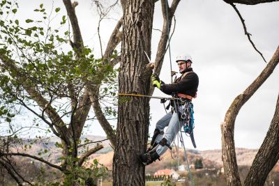 Tree Trimming Insurance in Puyallup, WA by Shirreff Insurance Agency